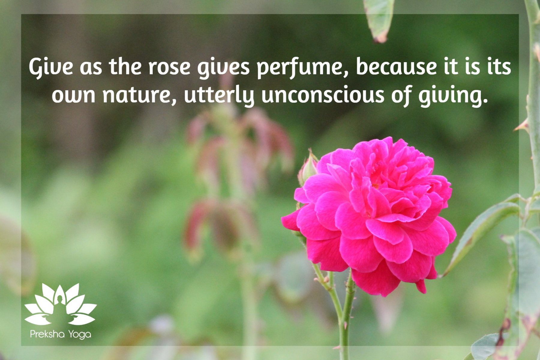 rose-give-perfume